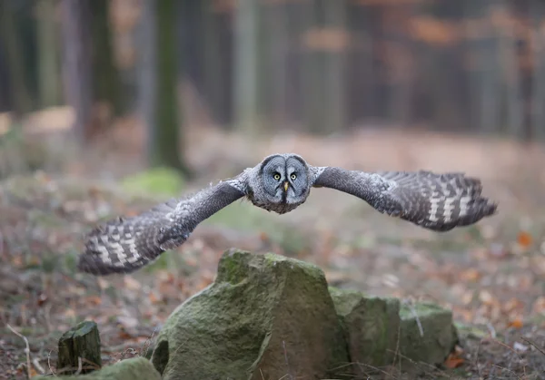 Grand hibou gris décollant de la roche — Photo