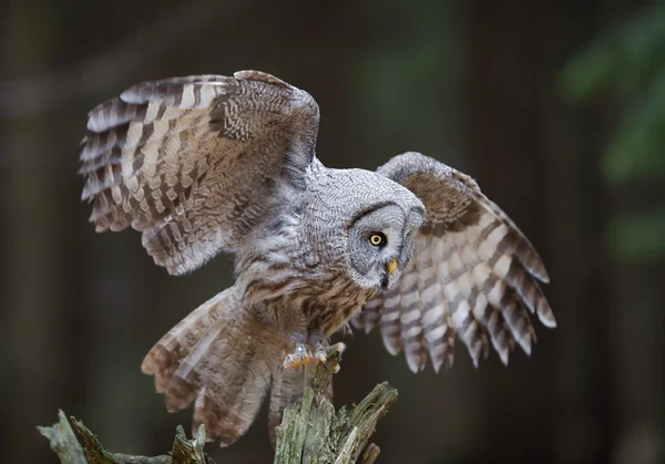 Grote grijze uil zittend op de boom — Stockfoto