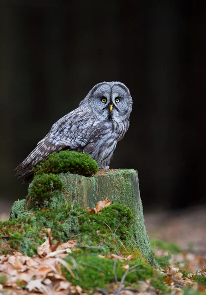 Grote grijze uil zittend op mossy stomp — Stockfoto