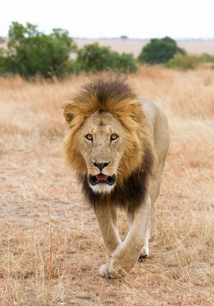 Leone maschio cammina verso il fotografo — Foto Stock