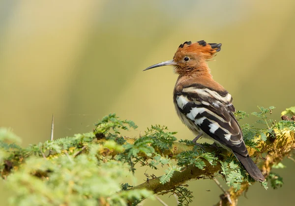 Hoopoe africano posando — Foto de Stock