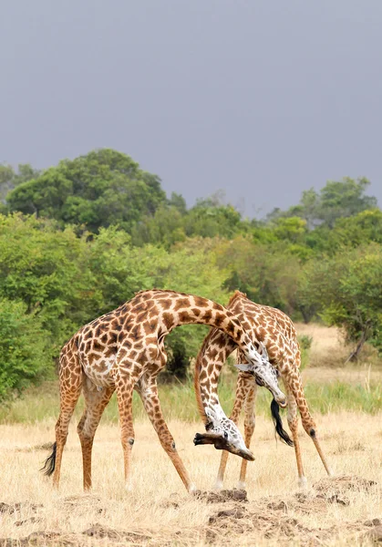 Due maschi di giraffa che combattono — Foto Stock