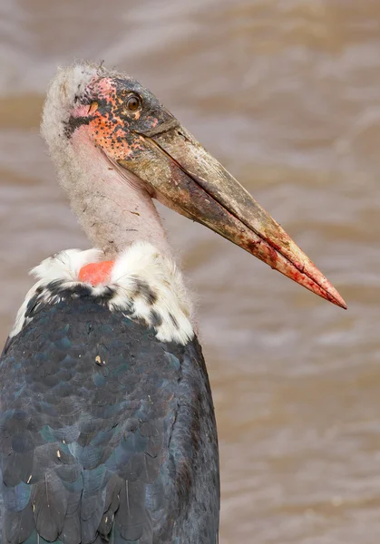 Retrato de cigüeña de Marabú — Foto de Stock