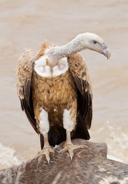 Avvoltoio grifone seduto sulla gnu — Foto Stock