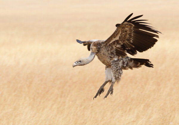 Griffon vulture in flight