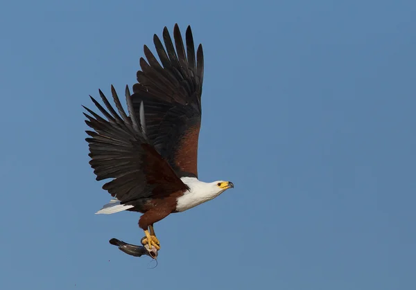 Afrikaanse zeearend met vee vis — Stockfoto