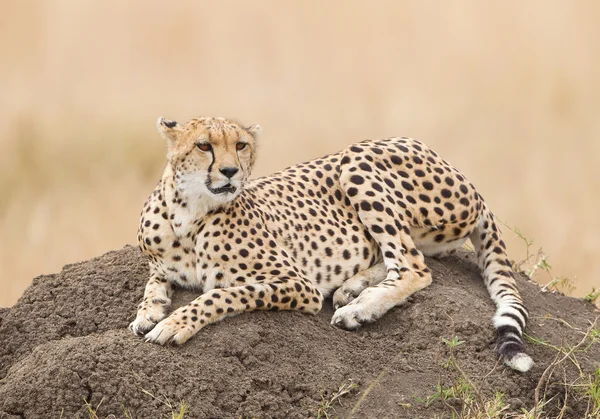 Cheetah deitada no chão — Fotografia de Stock