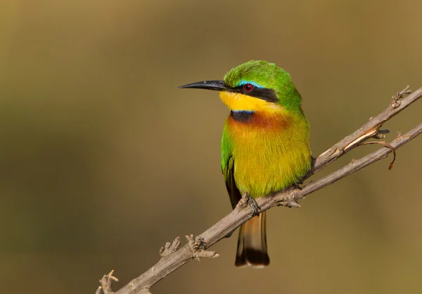 Pequeño abejorro posado en la rama — Foto de Stock