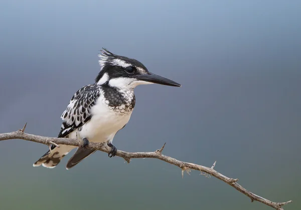 Pied martín pescador encaramado en la rama — Foto de Stock