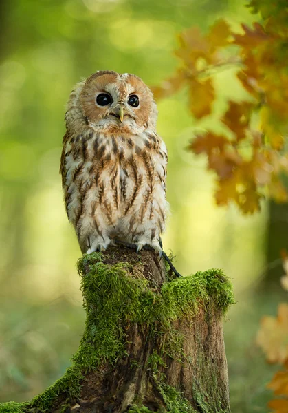 Strix sentado no toco musgoso — Fotografia de Stock