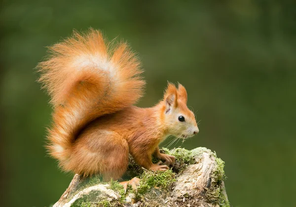 Rotes Eichhörnchen auf dem moosbedeckten Stumpf — Stockfoto