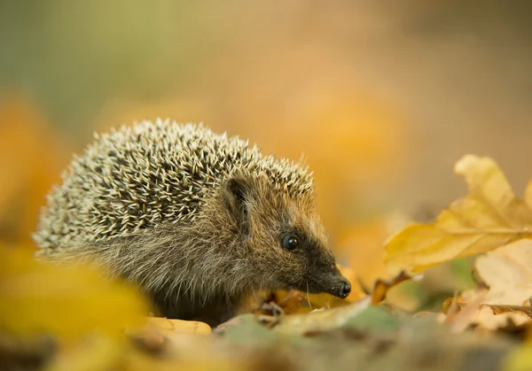 Erizo europeo en hojas de otoño —  Fotos de Stock