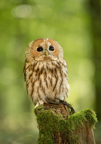 Strip sitting on mossy stump — Stock Photo, Image