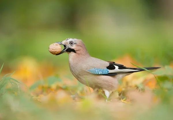 European blue jay with walnut — Stock Photo, Image