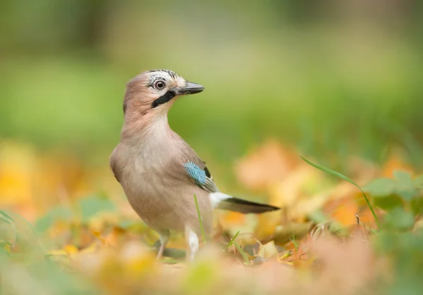 Europese Blauwe gaai — Stockfoto