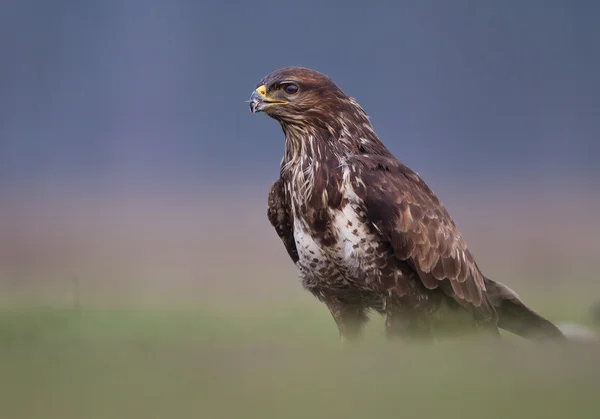 Common buzzard standing in the grass — Stock Photo, Image
