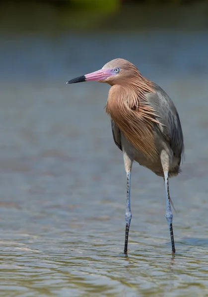 Reddish egret closeup — Stock Photo, Image