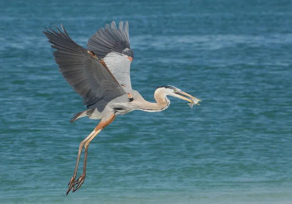 Grande airone grigio in volo — Foto Stock