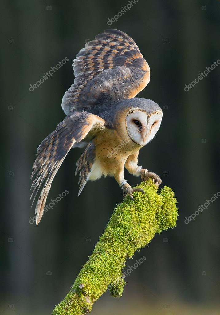 Barn Owl Landing