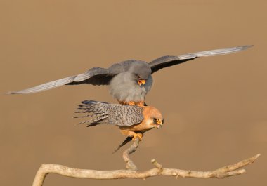 Pair of red footed falcon mating  clipart