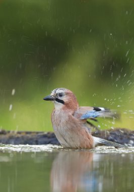 Avrupa blue jay alarak banyo