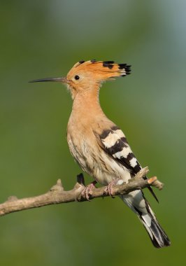 Avrasya ibibik, portre