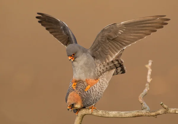 Pair of red footed falcon mating — Stock Photo, Image