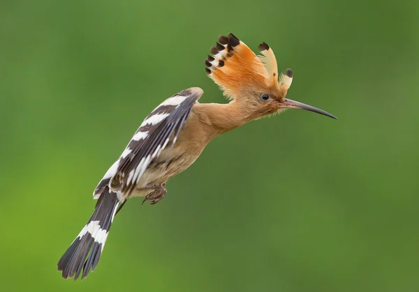 Eurasian hoopoe in flight — Stock Photo, Image