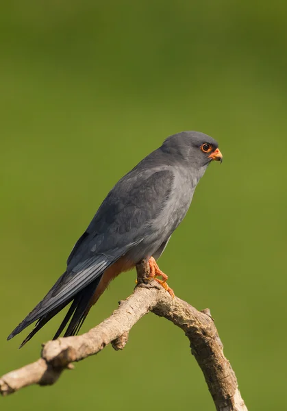 Muž červené nohy Falcon sedící na větvi — Stock fotografie