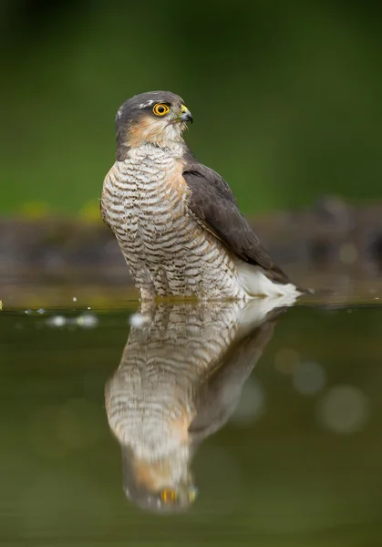 Mus-havik staande in het drinken van de vijver — Stockfoto