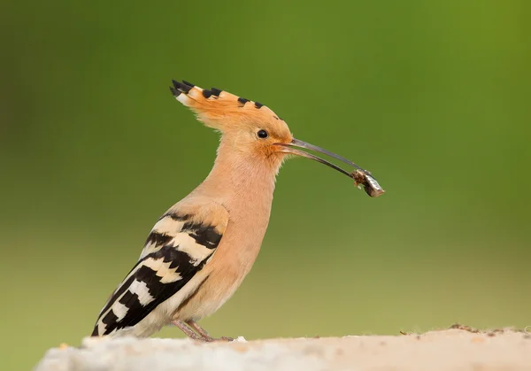 Eurasian hoopoe with insect i — Stock Photo, Image