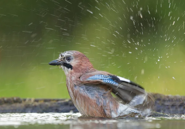 Europeo azul jay tomando baño — Foto de Stock