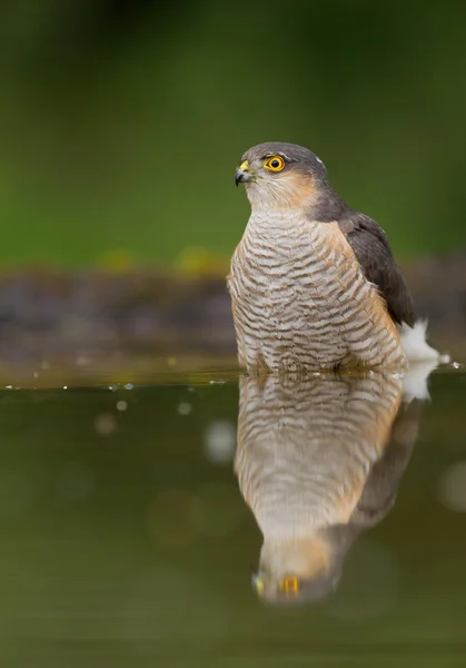 Sparrow-hawk standing in drinking pond — Stock Photo, Image