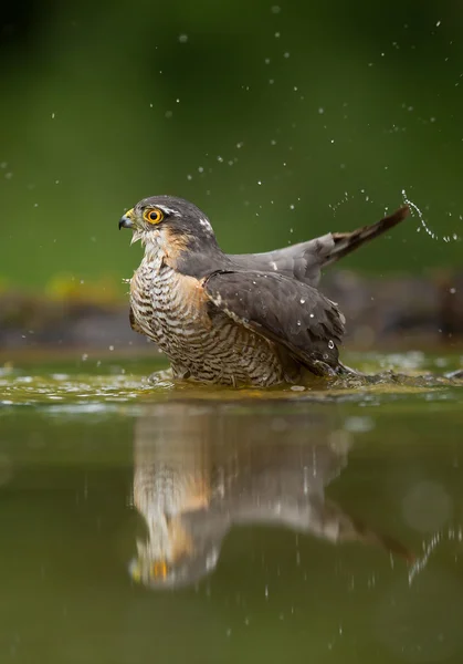 Sparrow-hawk taking bath in drinking pond — Stock Photo, Image