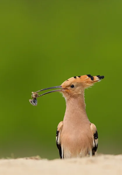 Hoopoe eurasiático con insecto — Foto de Stock