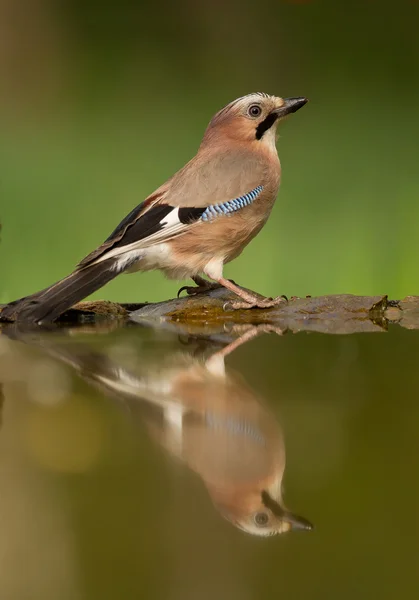 Europese blue jay staande op de rand van de vijver — Stockfoto