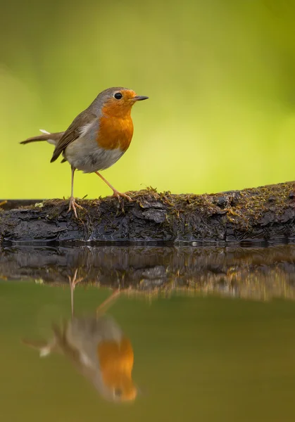 Common robin standing on the rim of drinking pond — Stock Photo, Image