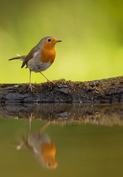 Pettirosso comune in piedi sul bordo dello stagno per bere — Foto Stock