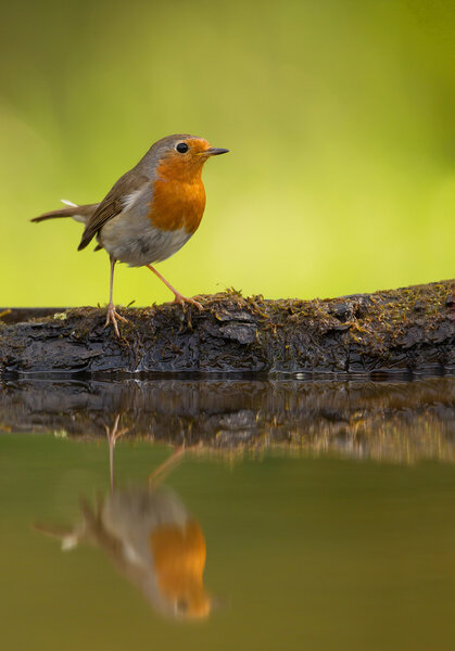 Common robin standing on the rim of drinking pond