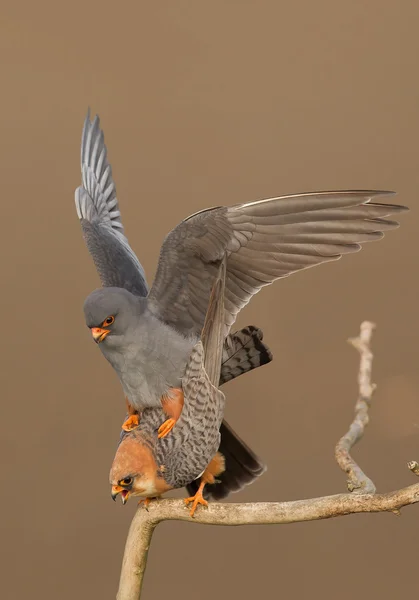 Pair of red footed falcon mating — Stock Photo, Image