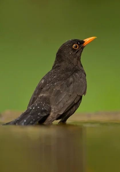 Společný stát blackbird ve vodě, — Stock fotografie