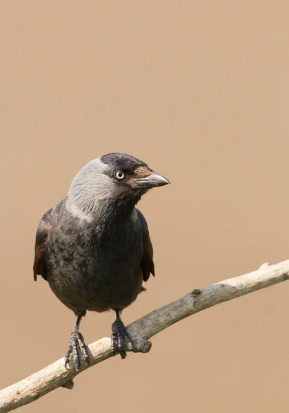 농 어에 서양 jackdaw — 스톡 사진