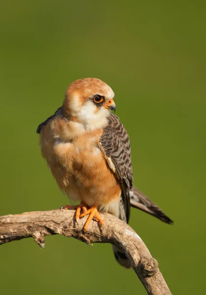 Vrouw van rode footed falcon zittend op de tak — Stockfoto