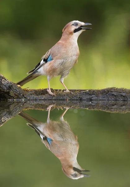 Europese blue jay staande op de rand van de vijver — Stockfoto