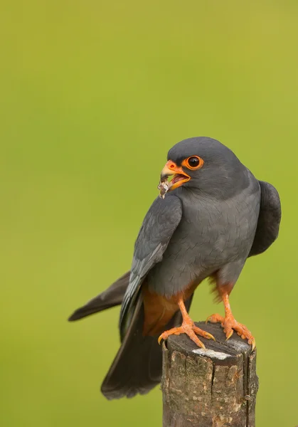 Male of red footed falcon sitting on the branch — Stock Photo, Image