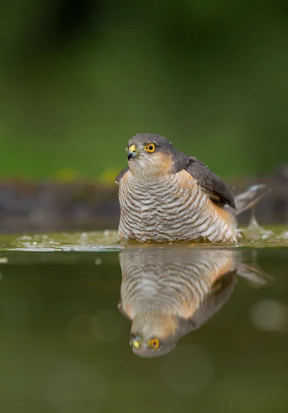 Halcón gorrión tomando un baño — Foto de Stock