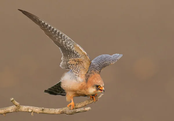 Vrouwtje rode footed falcon opstijgen — Stockfoto