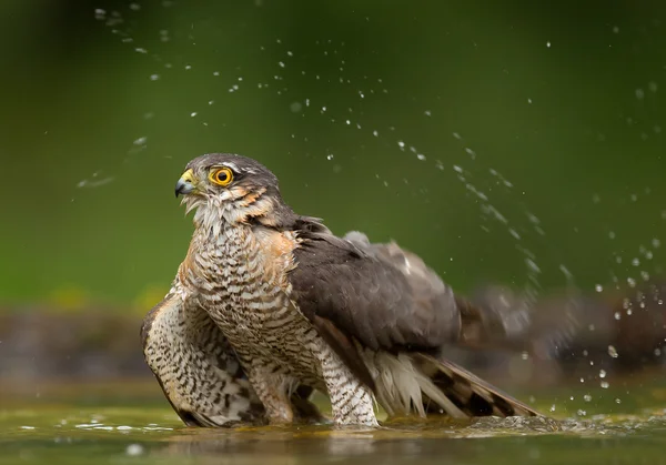 Sparrowhawk принимает ванну — стоковое фото