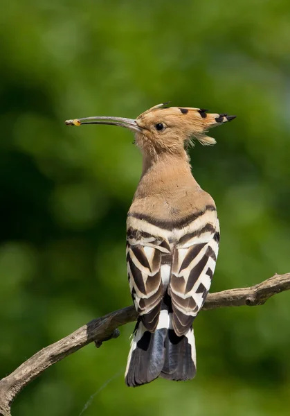 Hoopoe eurasiático con insecto — Foto de Stock