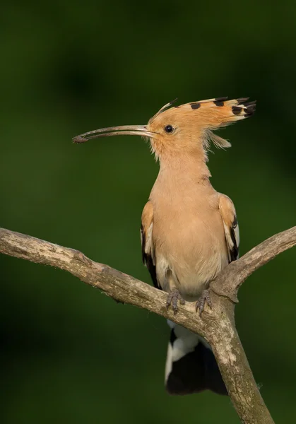 Eurasian hoopoe with insect — Stock Photo, Image